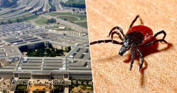 Kullancs, mint biológiai fegyver – A Pentagont okolják a Lyme-kór terjedésében