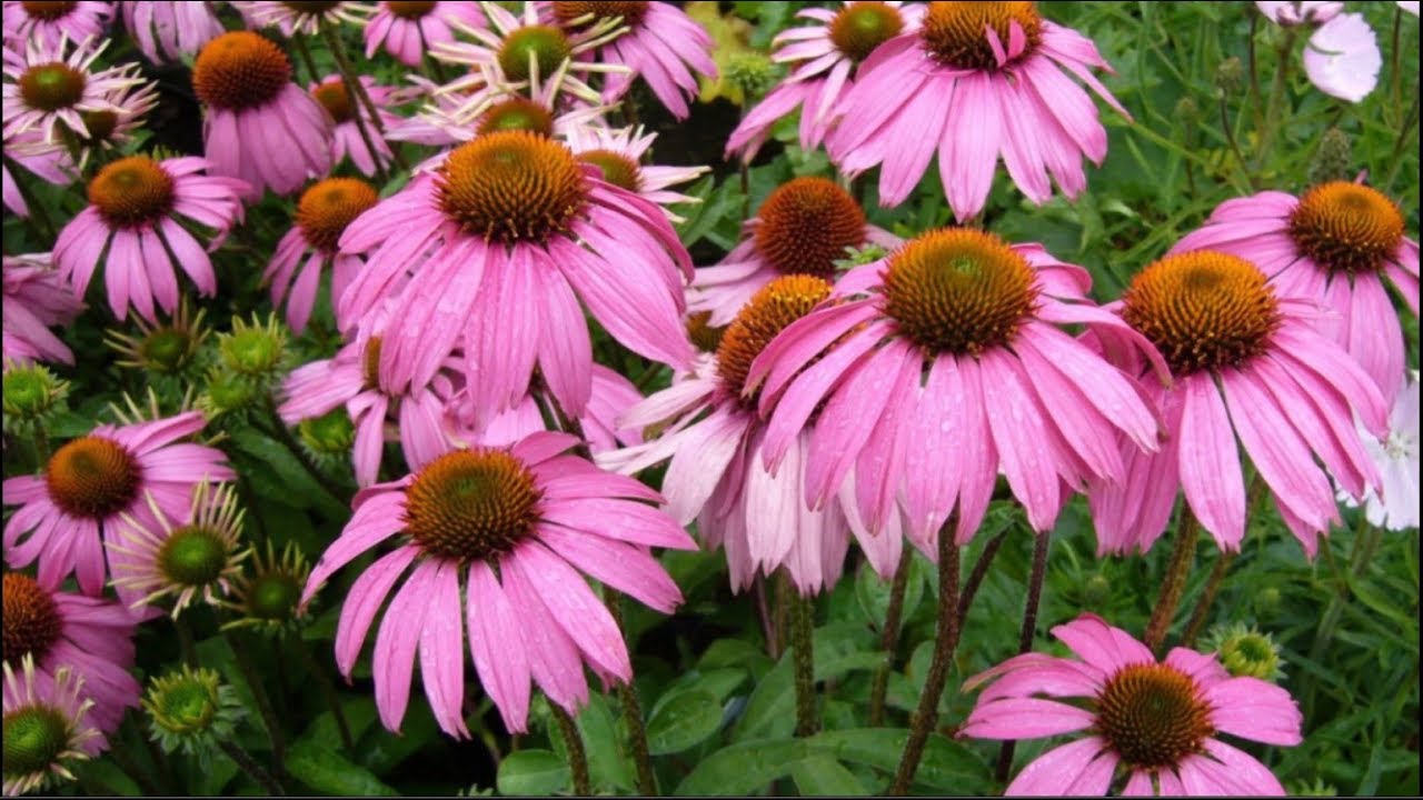 echinacea a cukorbetegség kezelésében)