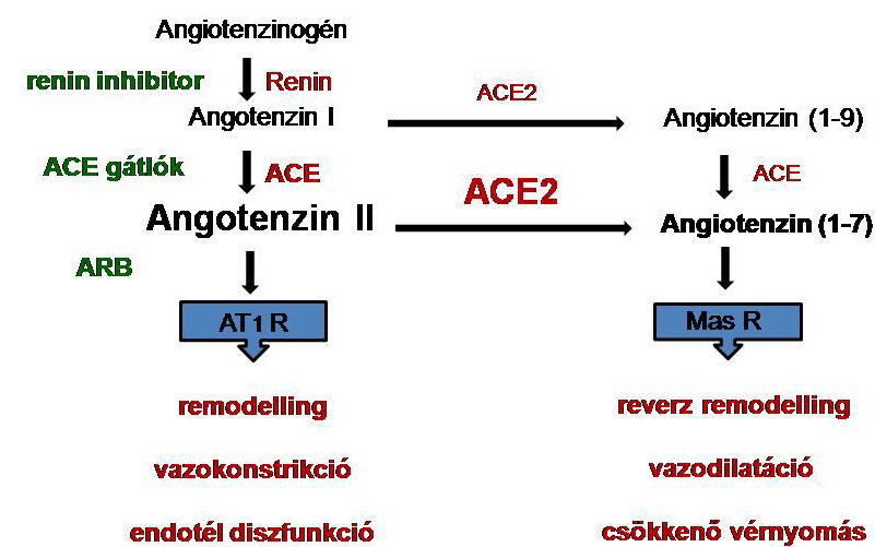 magas vérnyomás és APF-gátlók)