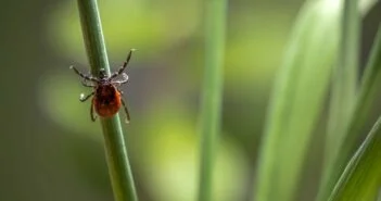 A lakosság bevonásával folytatódik a veszélyes betegségeket terjesztő kullancsok hazai felmérése