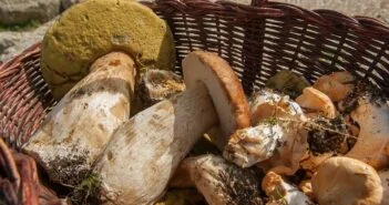 Térképes kereső, hogy ne kerüljön mérgező gomba a tányérba