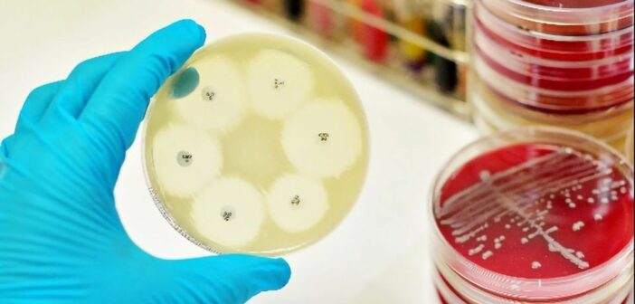 Az antibiotikum-rezisztencia terjesztéséért felelős DNS-szakaszt azonosítottak a szalmonellában